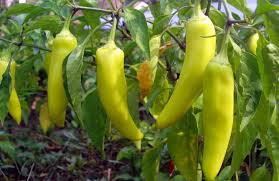 Yellow Pepper Vegetable Seeds for Planting