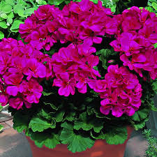 Purple Geranium Pelargonium Flower Seeds for Planting Vibrant Colors Heirloom & GMO Free Seeds for Home Garden
 
 Sale