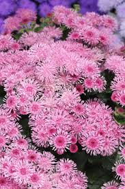 Rose Ageratum Seeds for Soft, Pink Floral Displays