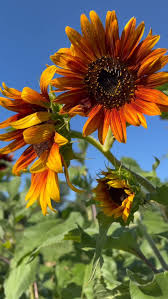 Orange Mini Sunflower Seeds for Easy Planting