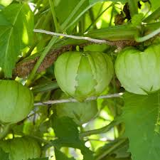 Tomatillo Fruit Seeds for Planting