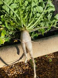 Minowase Vegetable Seeds for Planting