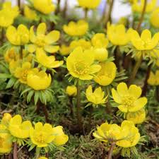 Hyemalis Flower seeds for Planting - Seasonal Bloomer, Heirloom & GMO Free Seeds for Home Garden