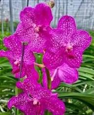 Violet Hydroponic Orchid Seeds for Easy Planting