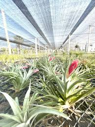 Tillandsia Plant Seeds for Easy Planting