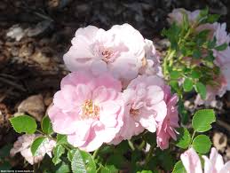 Pink Polyantha Flower seeds for Planting - Easy to Grow, Heirloom & GMO Free Seeds for Home Garden