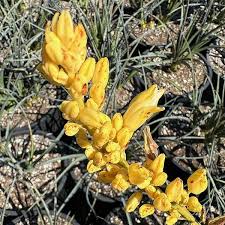 Yellow Yucca Plant Seeds for Easy Planting