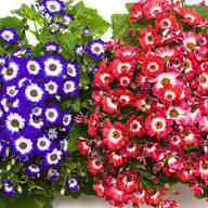 Mixed Colors Flower Seeds Flower seeds for Planting - Bright Blooms, Heirloom & GMO Free Seeds for Home Garden