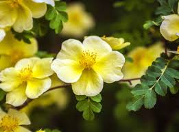 Yellow Hugo Rose Flower Seeds Planting