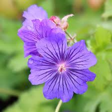 Blue Geranium Flower Seeds Pelargonium spp. for Planting in Flower Border and Garden Bed - Evergrowseeds