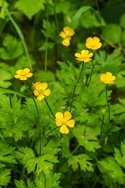 Yellow Buttercup Flower Seeds Planting Essentials