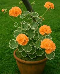Light Orange Geranium Perennial Flower Seeds for Planting Compact Growth Heirloom & GMO Free Seeds for Home Garden
 
 Sale