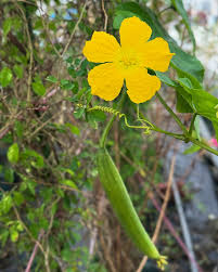 Yellow Luffa Flower seeds for Planting - Vibrant Colors, Heirloom & GMO Free Seeds for Home Garden