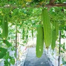 Green Zucca Luffa Seeds for Planting  Vegetable Garden Essential