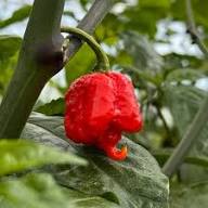 Hurt Berry Pepper Seeds for Planting