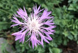 Dianthus Superbus Flower seeds for Planting - Long Bloom Season, Heirloom & GMO Free Seeds for Home Garden