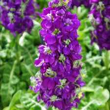 Violet Matthiola Incana Plant Seeds: Premium Quality Flower Seeds for Vibrant Gardens and Effortless Planting