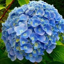 Sea Blue Hydrangea Flower seeds for Planting - Sun Loving, Heirloom & GMO Free Seeds for Home Garden
