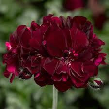 Geranium Burgundy Flower seeds for Planting - Premium Quality, Heirloom & GMO Free Seeds for Home Garden