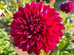 Ruby Pink Dahlia Flower Seeds for Planting Wildflower Mix Heirloom & GMO Free Seeds for Home Garden
 
 Sale