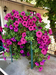Pink Purple Hanging Petunia Seeds for Planting Heirloom NONGMO Flower Seeds for Beautiful Blooms Wildflower Mix 
 
 Sale