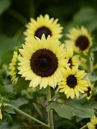 White Sunflower Seeds for Planting