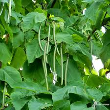Green Catalpa Bignonioides Seeds for Planting