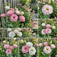 Pink White Eustoma Flower Seeds for Planting - Elegant Annual Blooms for Your Garden - Evergrowseeds