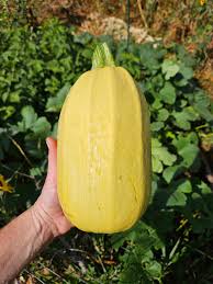 Yellow Spaghetti Vegetable Seeds Planting