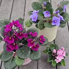 MultiColor Saintpaulia Flower Seeds for Planting Vibrant Colors Heirloom & GMO Free Seeds for Home Garden
 
 Sale