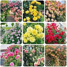 Tricolor Rose Standard Flower Planting Seeds for Vibrant and Beautiful Blooms in Your Garden