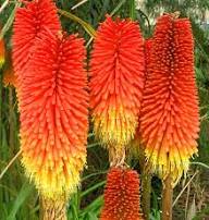 Red Kniphofia Caulescens Seeds for Planting - Vibrant Perennial Flowers