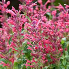 Hummingbird Mint Seeds for Planting Agastache spp. for flower beds and pollinator gardens