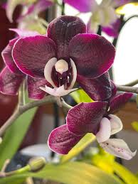 Maroon Butterfly Orchids Flower seeds for Planting - Perfect for Borders, Heirloom & GMO Free Seeds for Home Garden