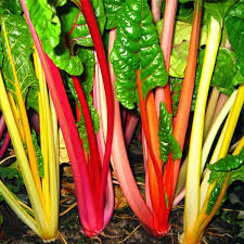 Rainbow Chard Vegetable Seeds for Easy Planting