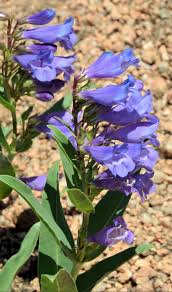Blue Penstemon Flower Seeds for Planting