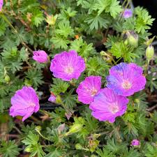 Burgundy Univalve Geranium Flower seeds for Planting Compact Growth Heirloom & GMO Free Seeds for Home Garden