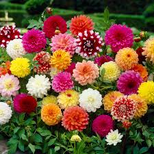 Dahlia Fantasy Flower Seeds for Easy Planting