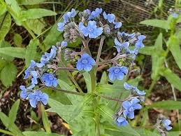 Chinese Forget-Me-Not Seeds Cynoglossum amabile for Planting in Flower Bed and Window Boxes