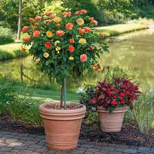 Tricolor Rose Standard Flower Planting Seeds for Vibrant and Beautiful Blooms in Your Garden