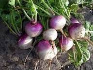 Turnip Plant Seeds for Thriving Vegetable Gardens  Perfect for Planting