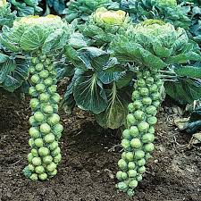 Brussels Sprouts Vegetable Seeds - Easy Planting