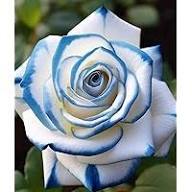 Blue Cream Rose Seeds for Planting