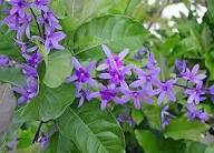 Purple Ivy Flower seeds for Planting - Wildflower Mix, Heirloom & GMO Free Seeds for Home Garden