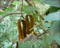 Mucuna Vegetable Seeds for Planting