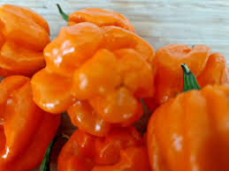 Bahamian Vegetable Seeds for Planting
