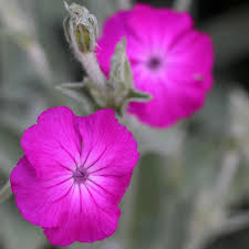 Violet Lychnis Flower Seeds - Stunning Blooms for Your Garden