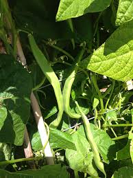 White Tarbais Bean Seeds for Garden Planting