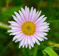 Purple Erigeron Flower seeds for Planting - Premium Quality, Heirloom & GMO Free Seeds for Home Garden
