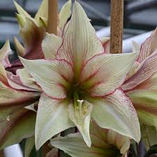 Hippeastrum Rutilum Flower seeds for Planting - Easy to Grow, Heirloom & GMO Free Seeds for Home Garden